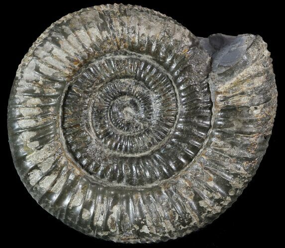Dactylioceras Ammonite Fossil - England #52661